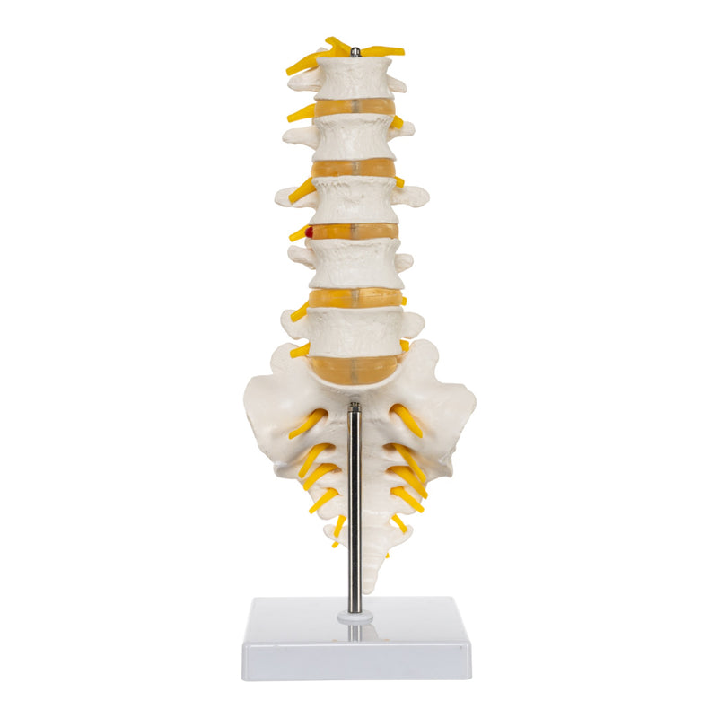 Replica Human Lumbar Vertebrae - Economy