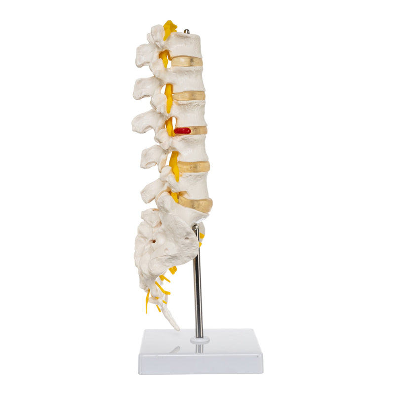 Replica Human Lumbar Vertebrae - Economy