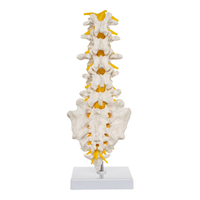Replica Human Lumbar Vertebrae - Economy