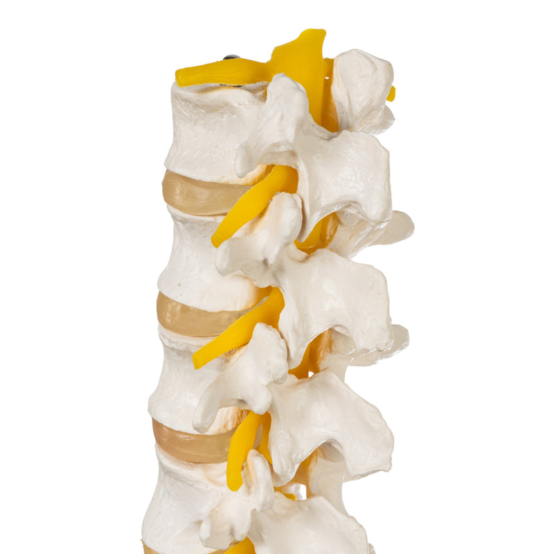 Replica Human Lumbar Vertebrae - Economy