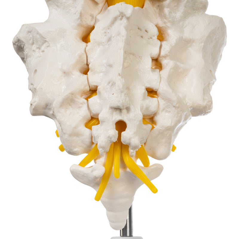 Replica Human Lumbar Vertebrae - Economy