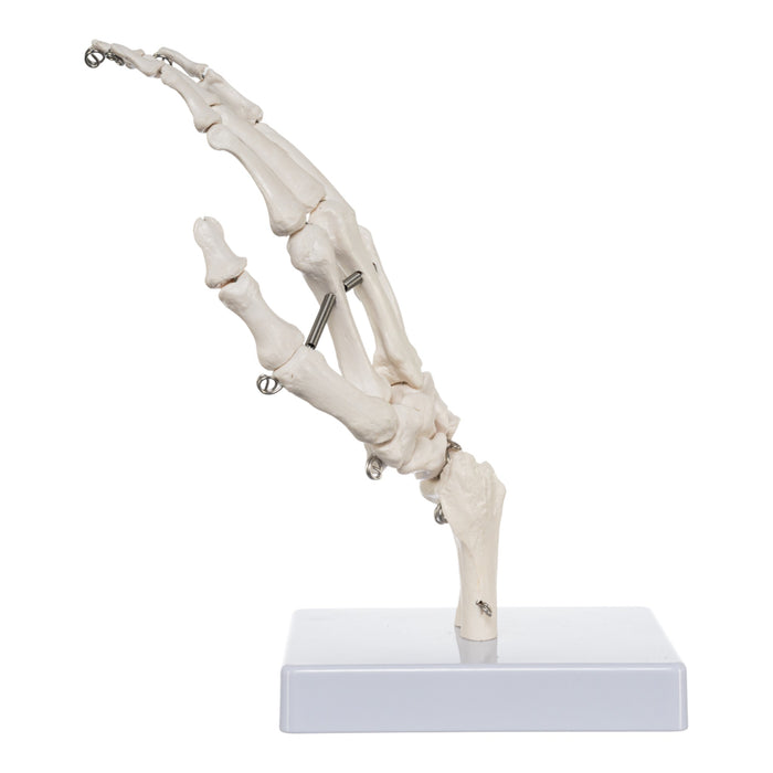 Replica Human Right Hand - Economy