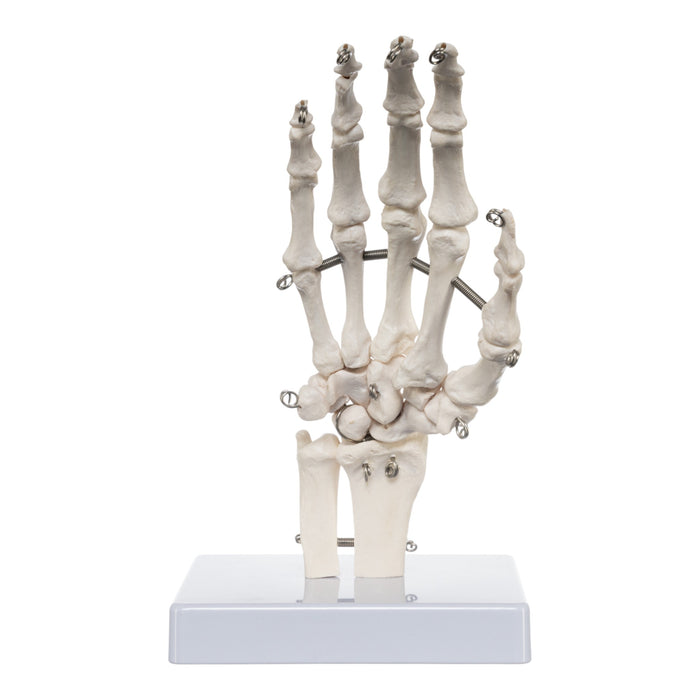 Replica Human Right Hand - Economy