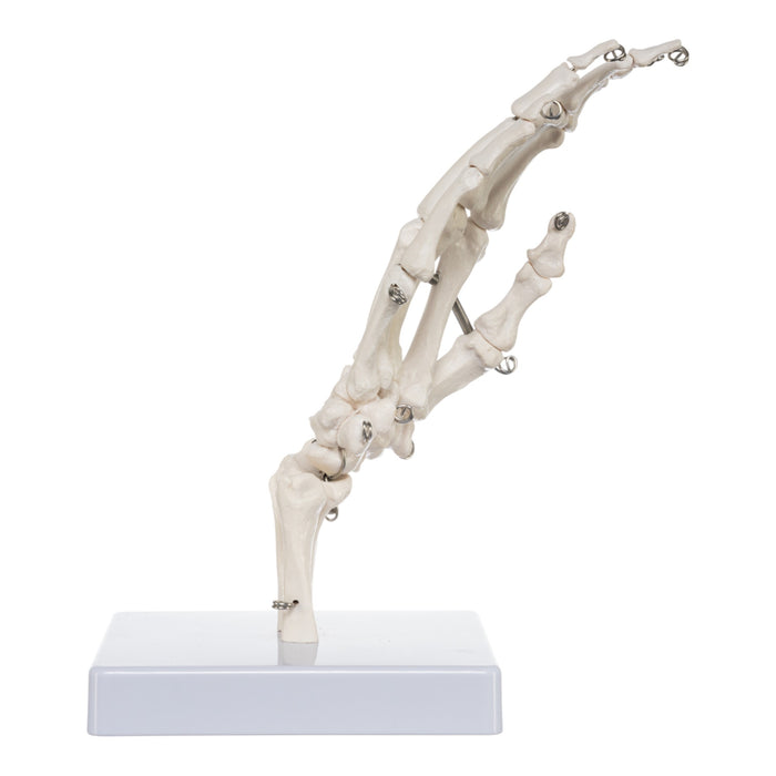 Replica Human Right Hand - Economy