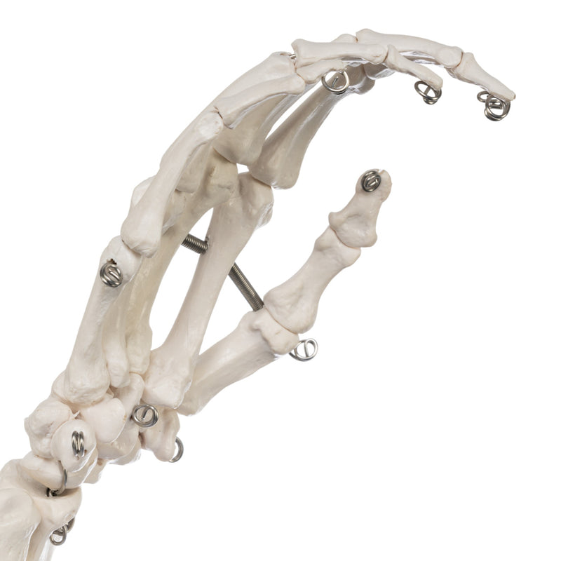 Replica Human Right Hand - Economy