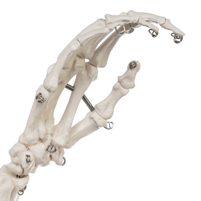 Replica Human Right Hand - Economy