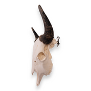 Metal Skull Mount - The 'Buffalo' Bracket