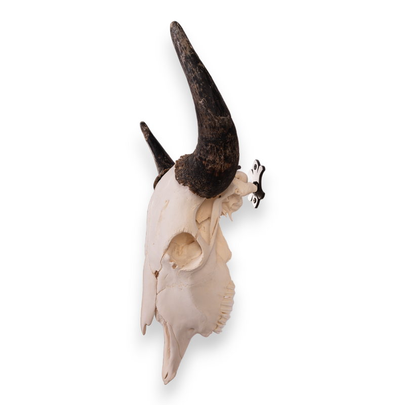 Metal Skull Mount - The 'Buffalo' Bracket