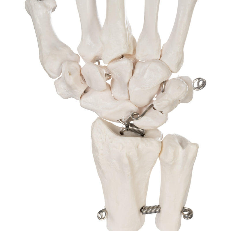 Replica Human Right Hand - Economy
