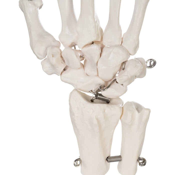 Replica Human Right Hand - Economy