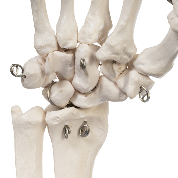 Replica Human Right Hand - Economy