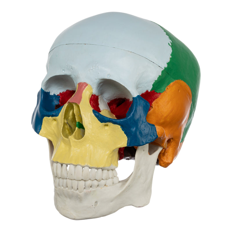 Replica Human Colored Skull - Economy