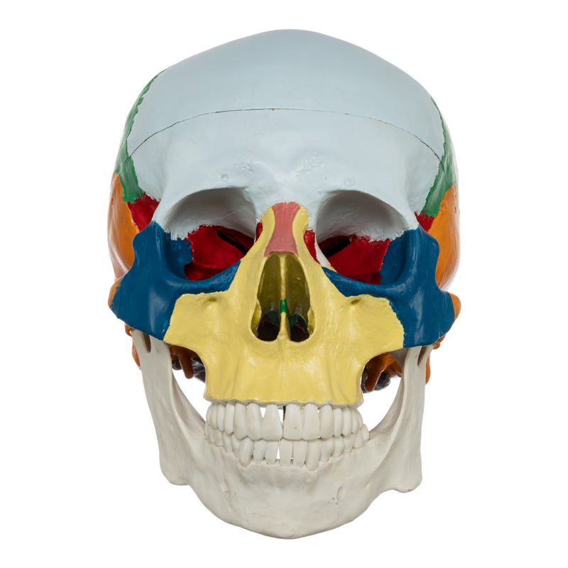 Replica Human Colored Skull - Economy