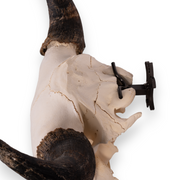 Metal Skull Mount - The 'Buffalo' Bracket