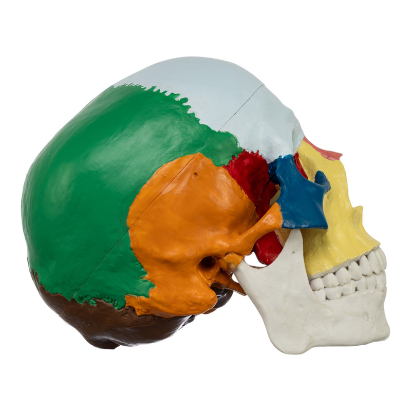 Replica Human Colored Skull - Economy