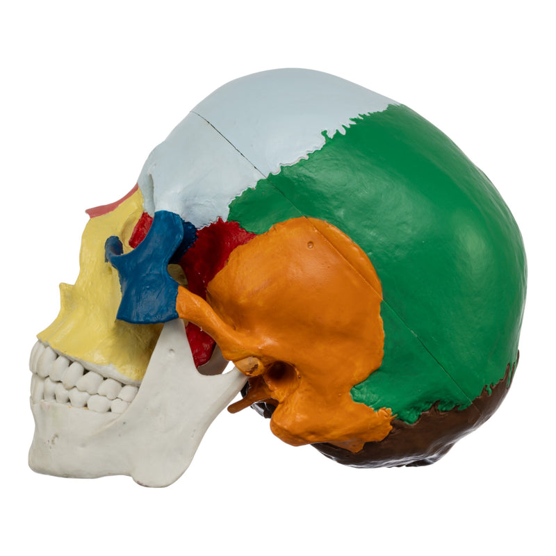 Replica Human Colored Skull - Economy
