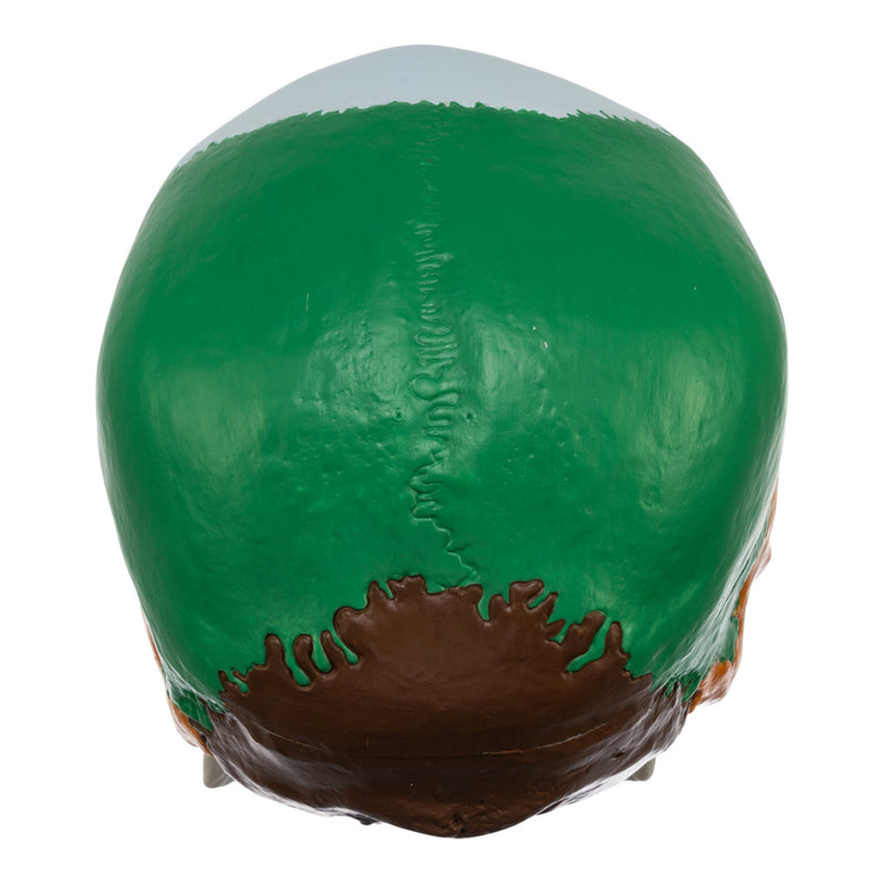 Replica Human Colored Skull - Economy