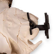 Metal Skull Mount - The 'Buffalo' Bracket