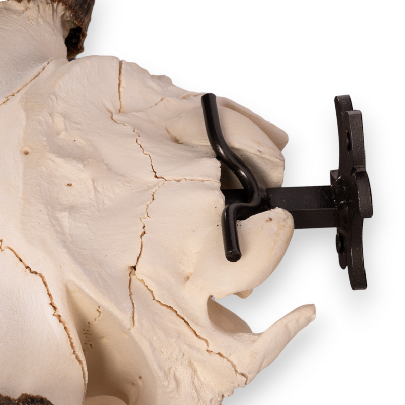 Metal Skull Mount - The 'Buffalo' Bracket
