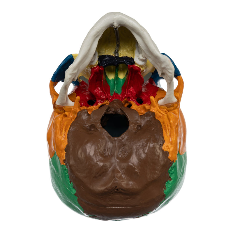 Replica Human Colored Skull - Economy