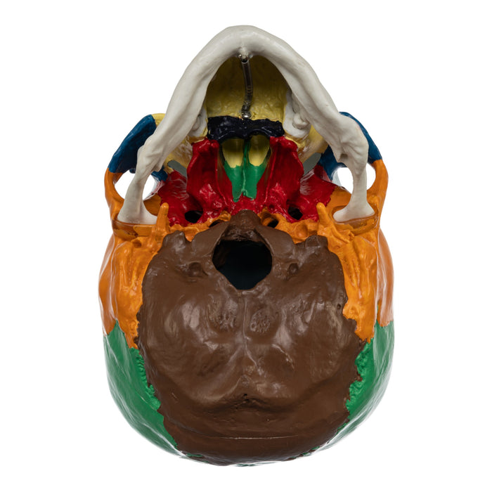 Replica Human Colored Skull - Economy