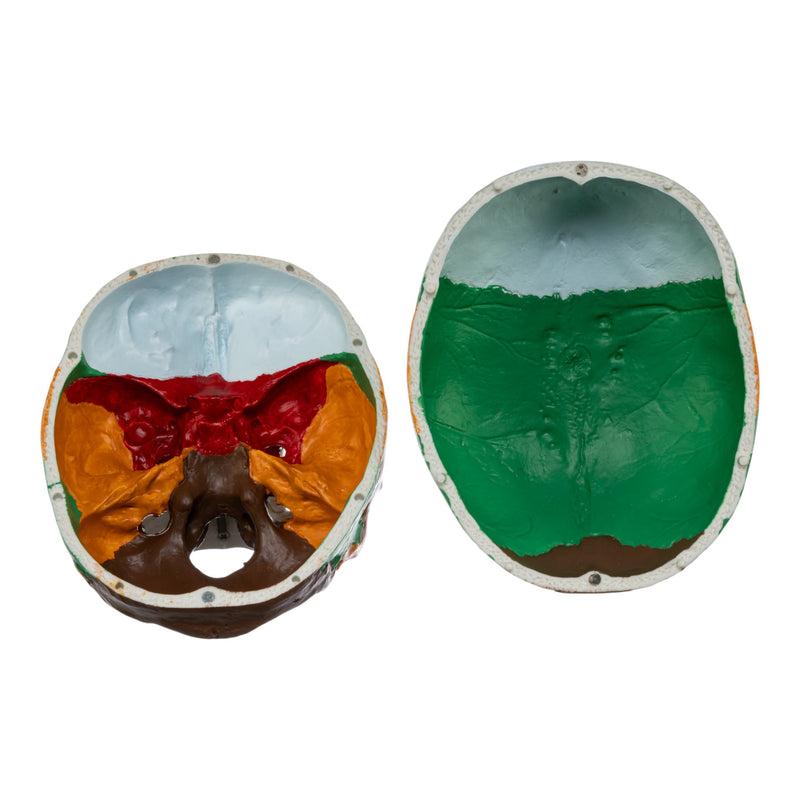 Replica Human Colored Skull - Economy