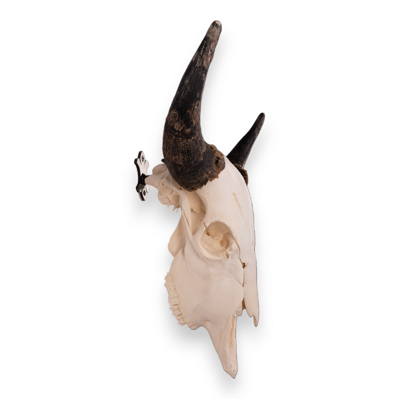 Metal Skull Mount - The 'Buffalo' Bracket