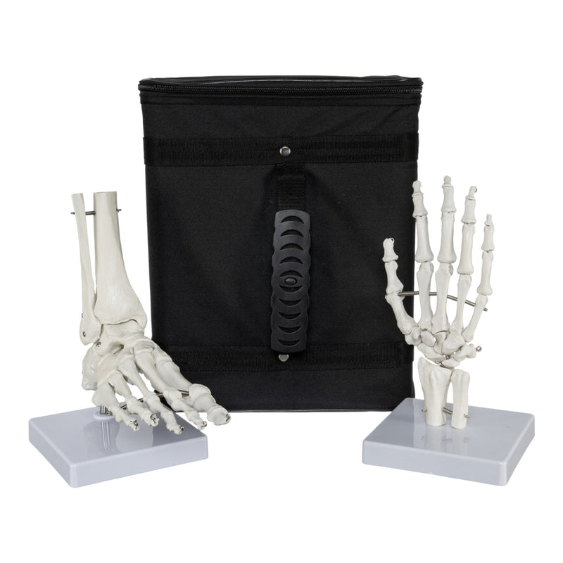 Replica Human Hand and Foot with Carrying Case - Economy