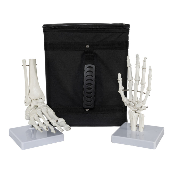 Replica Human Hand and Foot with Carrying Case - Economy