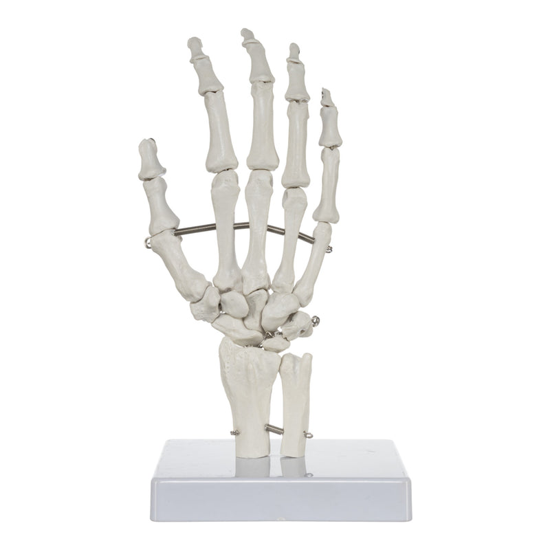 Replica Human Hand and Foot with Carrying Case - Economy