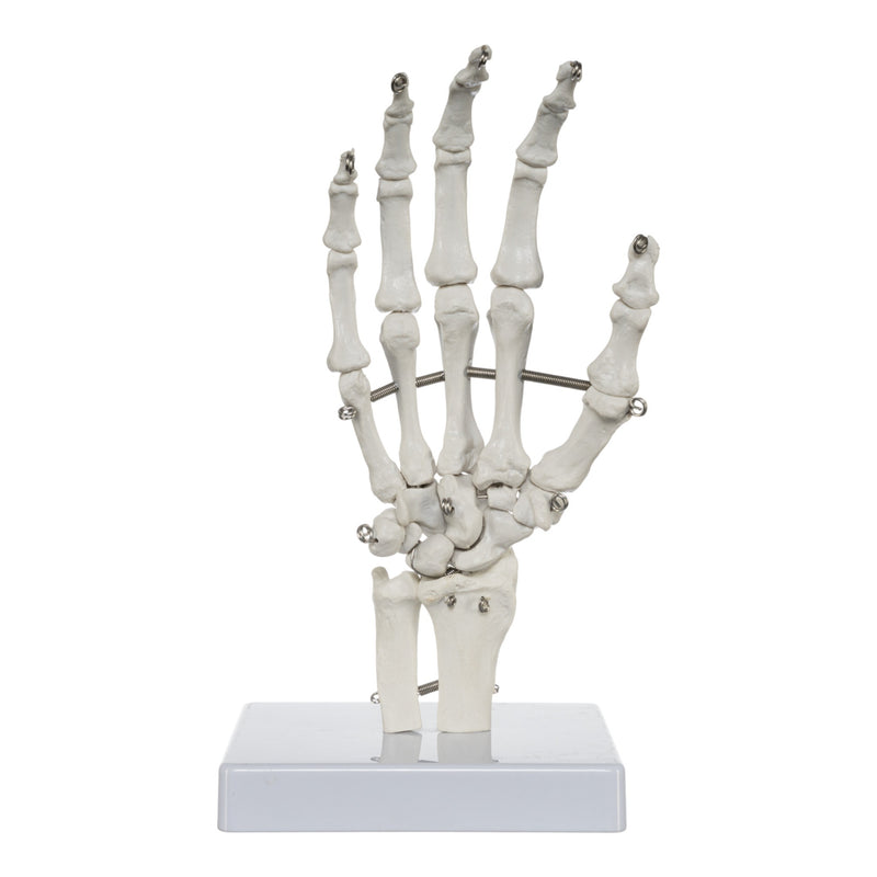 Replica Human Hand and Foot with Carrying Case - Economy