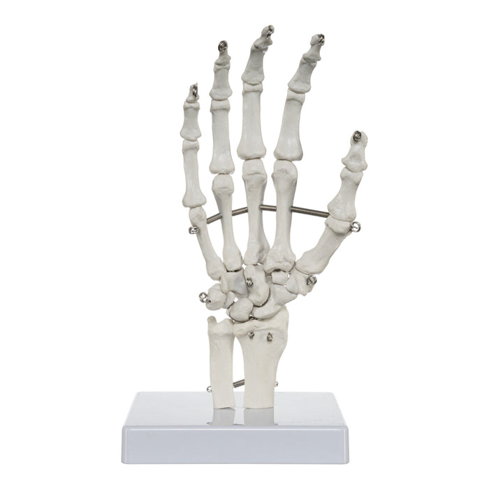Replica Human Hand and Foot with Carrying Case - Economy