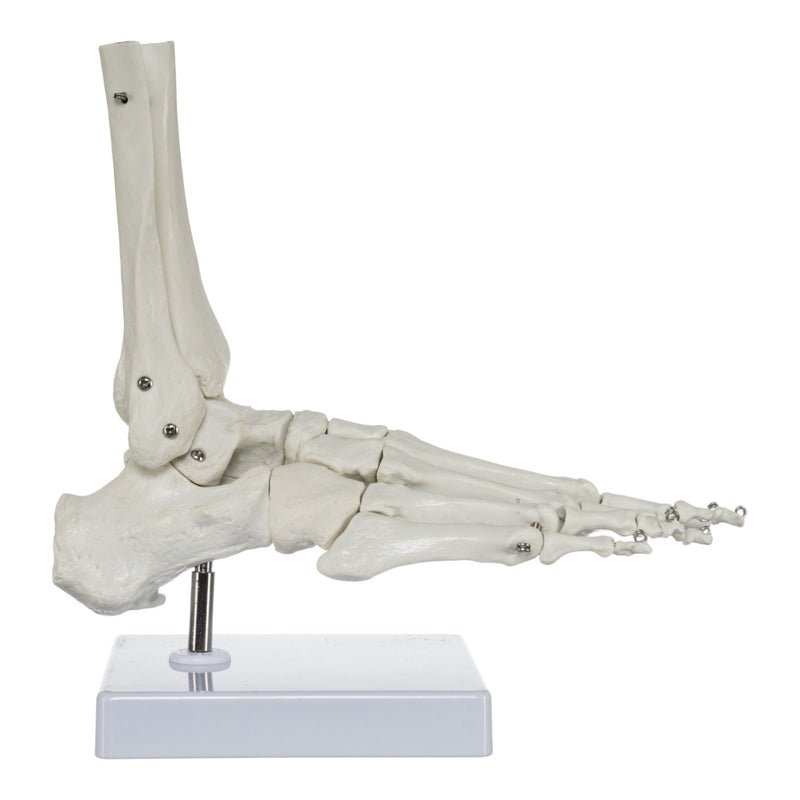 Replica Human Hand and Foot with Carrying Case - Economy