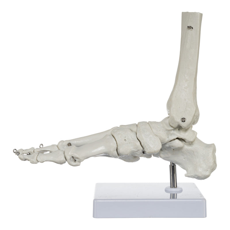 Replica Human Hand and Foot with Carrying Case - Economy