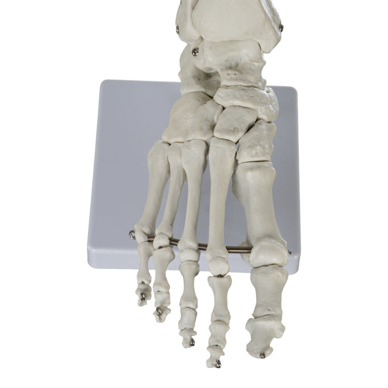 Replica Human Hand and Foot with Carrying Case - Economy