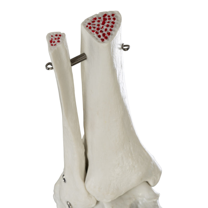 Replica Human Hand and Foot with Carrying Case - Economy