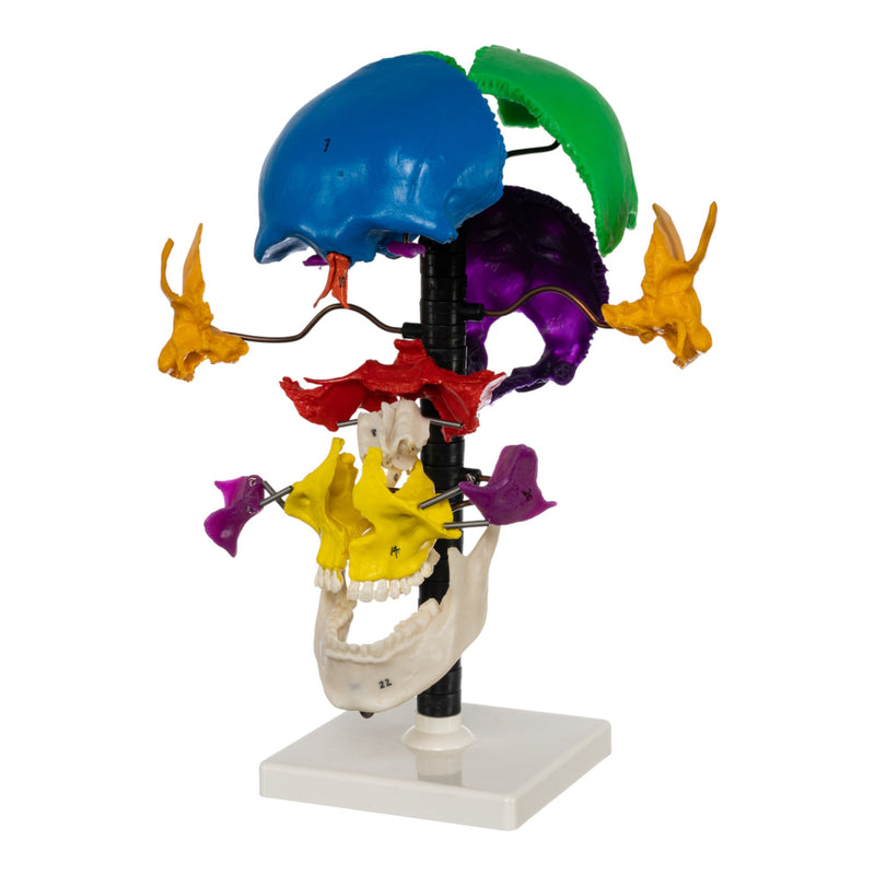 Replica Human Multi-colored Beauchene Skull - Economy