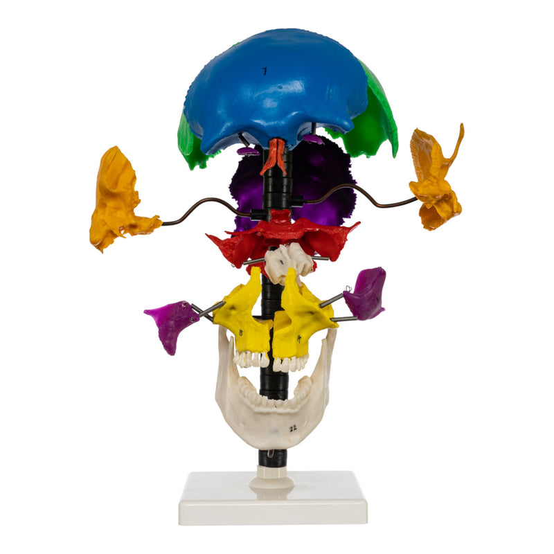 Replica Human Multi-colored Beauchene Skull - Economy