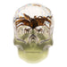 Real Spider and Web in Acrylic Skull Magnet - Glow