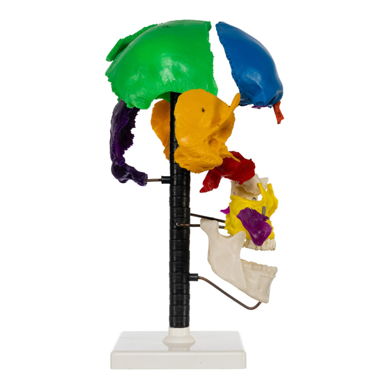 Replica Human Multi-colored Beauchene Skull - Economy