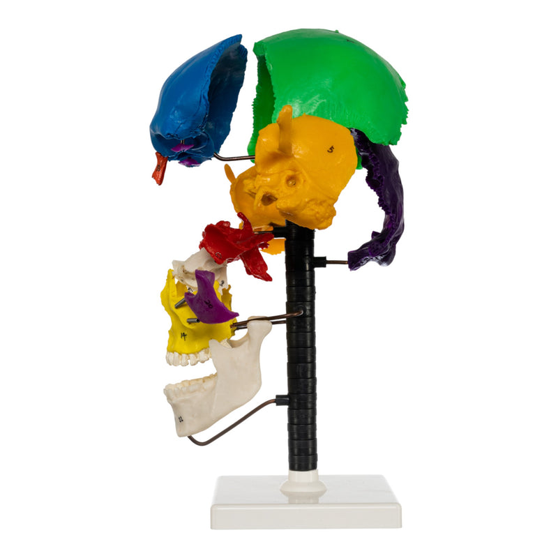 Replica Human Multi-colored Beauchene Skull - Economy
