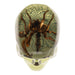 Real Spider and Web in Acrylic Skull Magnet - Glow