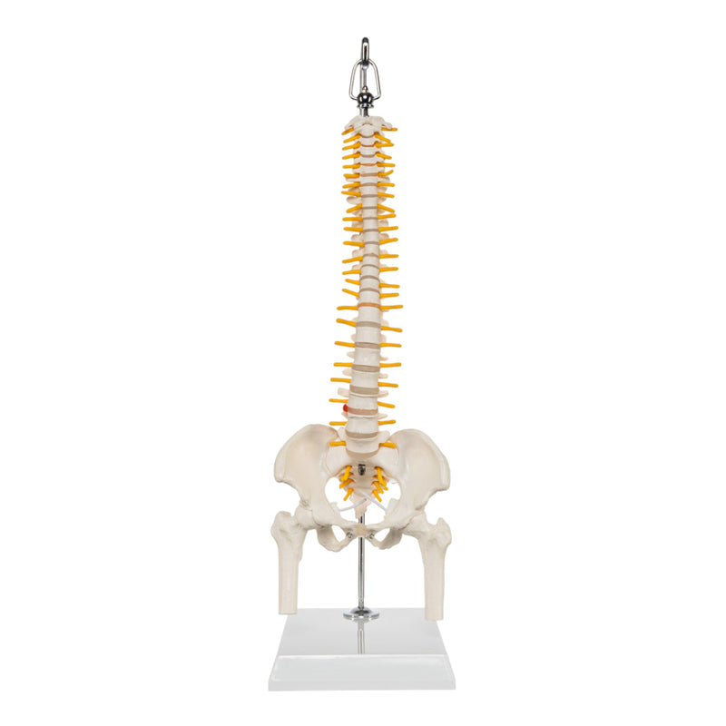 Replica Human Spine - Economy (Reduced Scale)