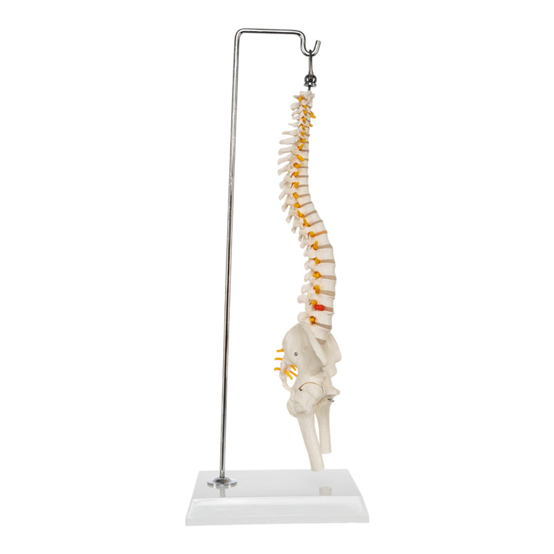 Replica Human Spine - Economy (Reduced Scale)