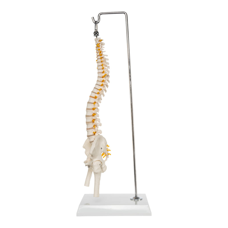 Replica Human Spine - Economy (Reduced Scale)
