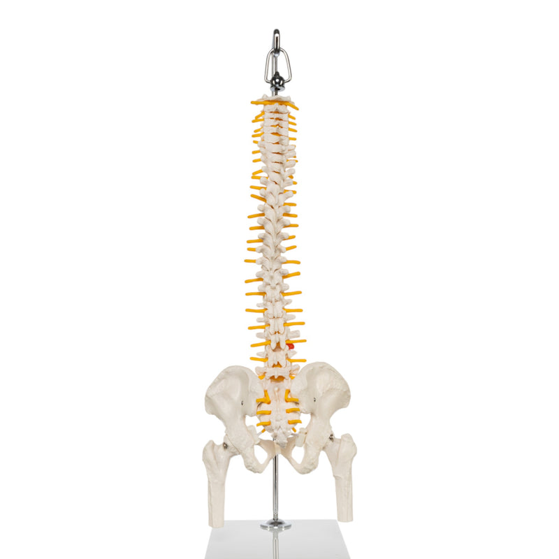 Replica Human Spine - Economy (Reduced Scale)
