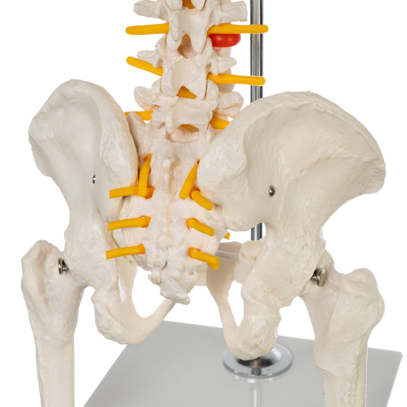 Replica Human Spine - Economy (Reduced Scale)