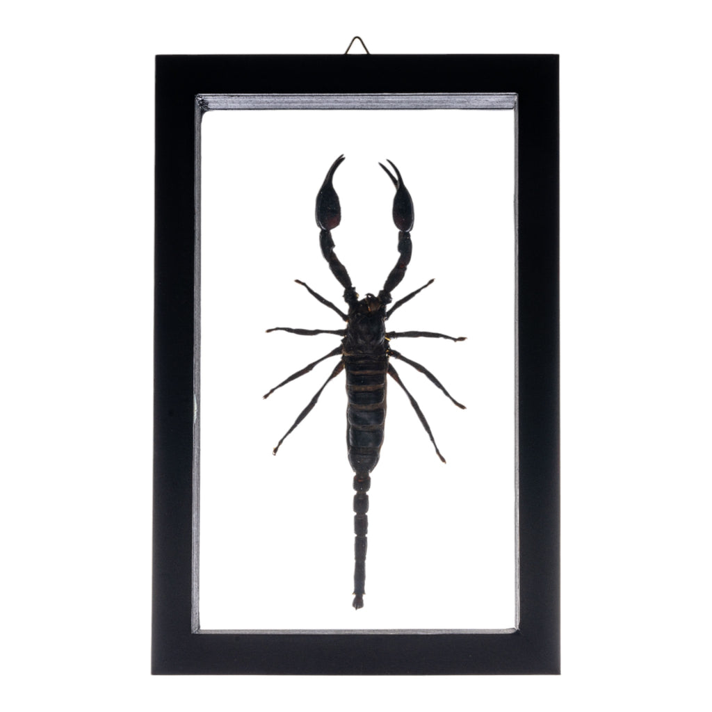 Real Large Scorpion In Black Frame For Sale — Skulls Unlimited