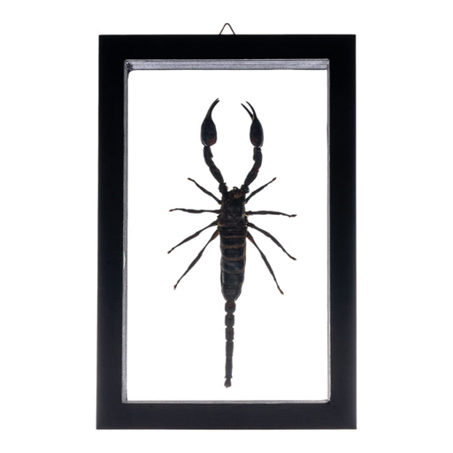 Real Large Scorpion in Double Glass Black Frame