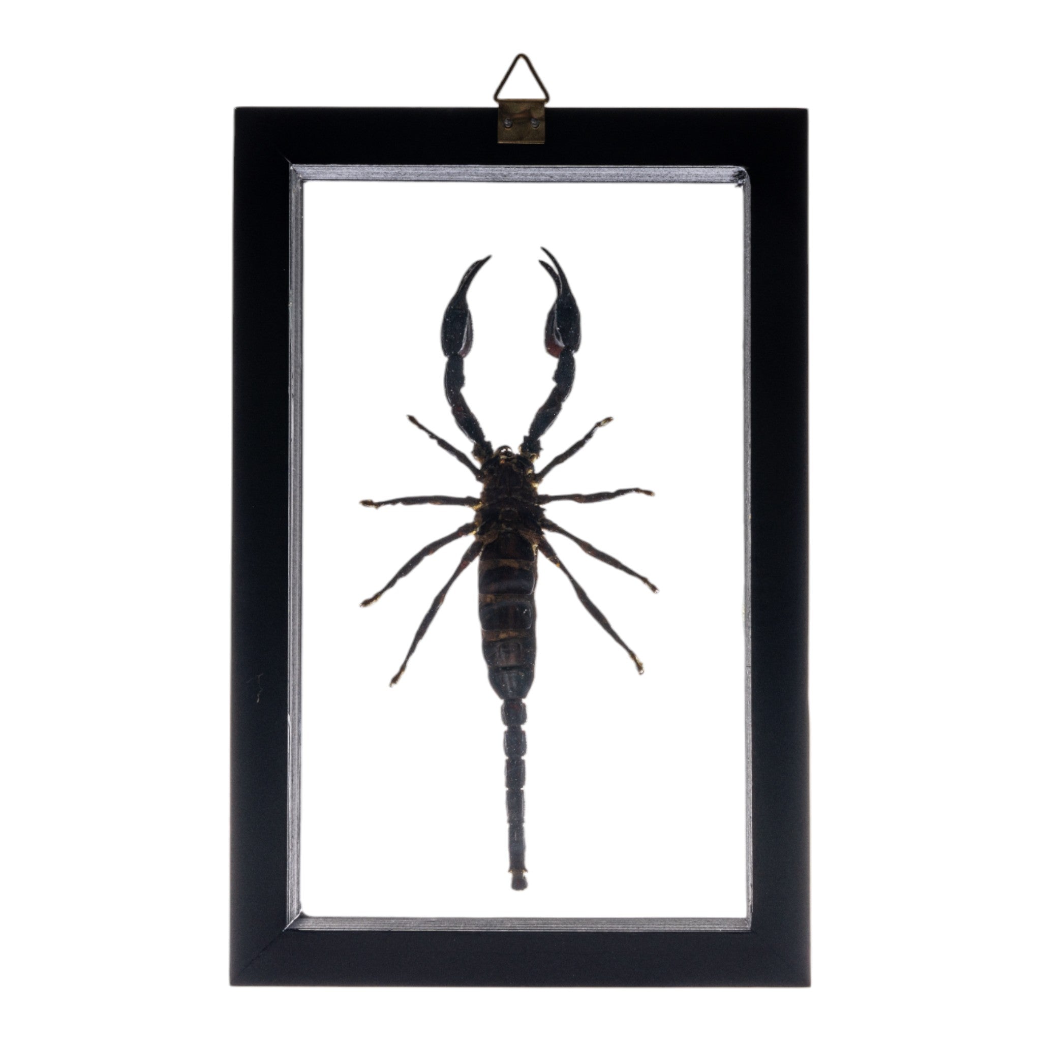 Real Large Scorpion In Black Frame For Sale — Skulls Unlimited